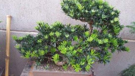 羅漢松品種，盤點(diǎn)羅漢松最珍貴的五大品種