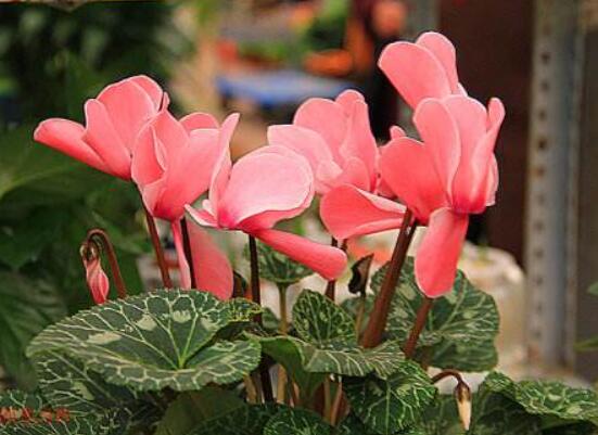 仙客來(lái)不長(zhǎng)新葉怎么辦，多半是盆土澆水光照導(dǎo)致