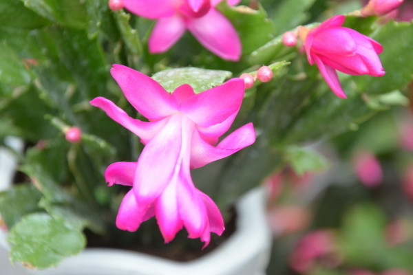 蟹爪蘭的花期多長(zhǎng)時(shí)間