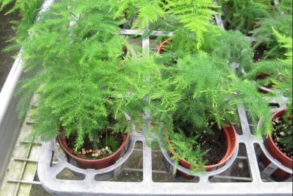 文竹黃葉怎么辦，找到黃葉原因及時(shí)進(jìn)行處理