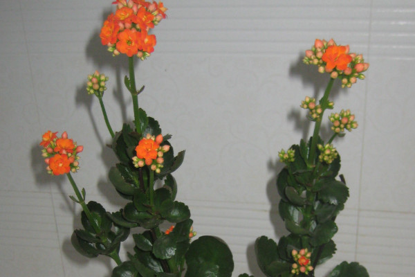 長(zhǎng)壽花花期施什么肥