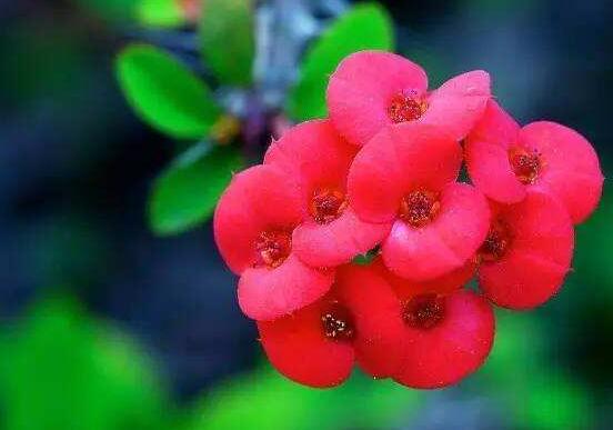 虎刺梅掉葉子怎么辦，四種原因以及解決方法