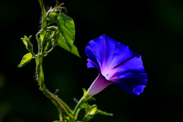 牽牛花種子要多少時間可以成熟