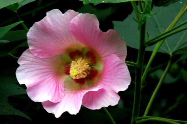 芙蓉花水培多長時(shí)間生根