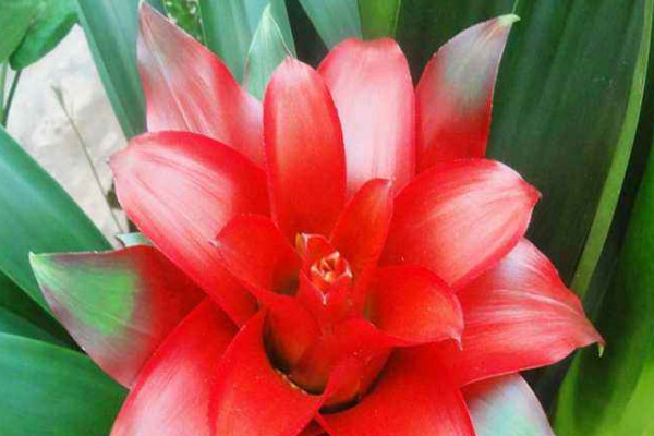 鴻運(yùn)當(dāng)頭秋季怎么養(yǎng)