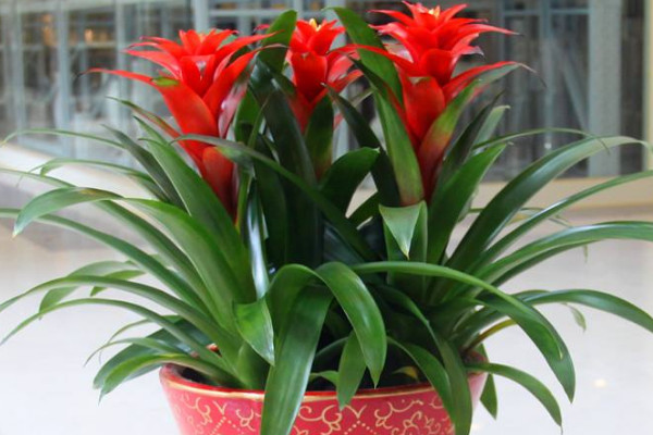 鴻運(yùn)當(dāng)頭爛根怎么修剪