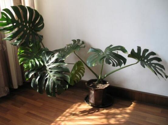 家里養(yǎng)龜背竹好嗎，吸收甲醛、凈化空氣、招財增壽