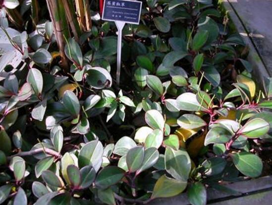 紫邊碧玉怎么養(yǎng)，七個基本方法教你養(yǎng)殖好