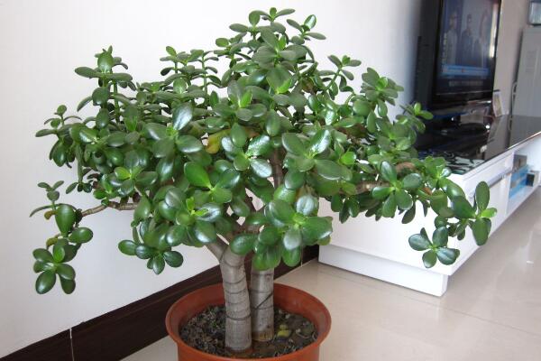 燕子掌怎么澆水，燕子掌四季澆水要點(diǎn)