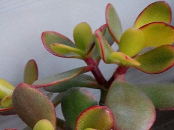 玉樹葉子發(fā)黃怎么補(bǔ)救，教你三種最直接有效的補(bǔ)救方法