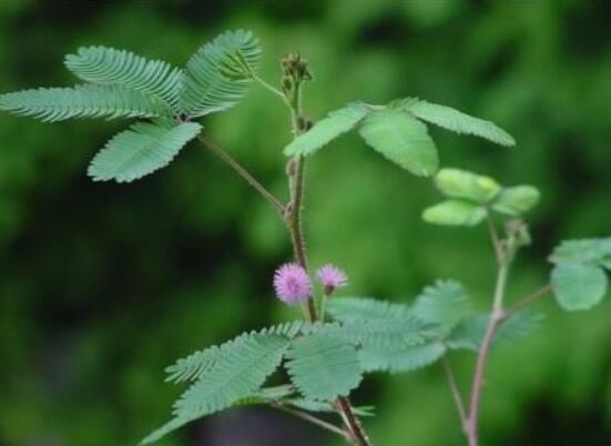 含羞草對(duì)人體有害嗎，微毒無(wú)害/美化家居、凈化空氣