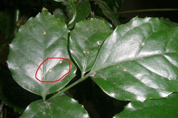 幸福樹(shù)上有白色絮狀物怎么辦，修剪后噴灑藥劑