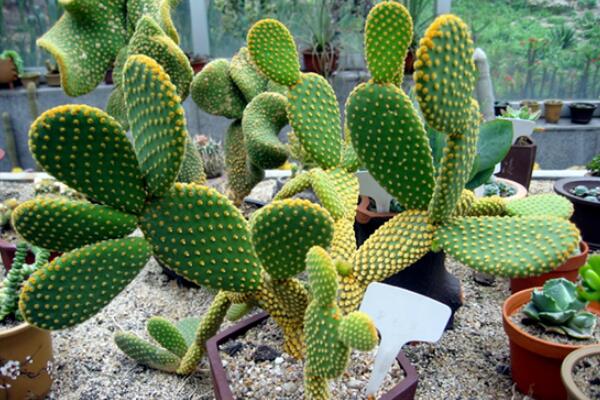 仙人球和仙人掌的區(qū)別，是同一科屬的兩個(gè)不同的品種