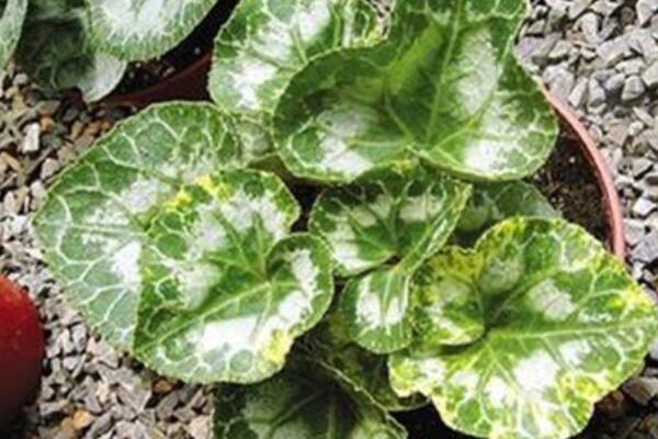 仙客來(lái)小苗怎么移栽