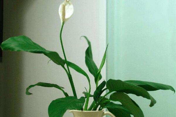 一帆風(fēng)順可以水養(yǎng)嗎，水培的重點(diǎn)在于氧氣、營養(yǎng)以及陽光