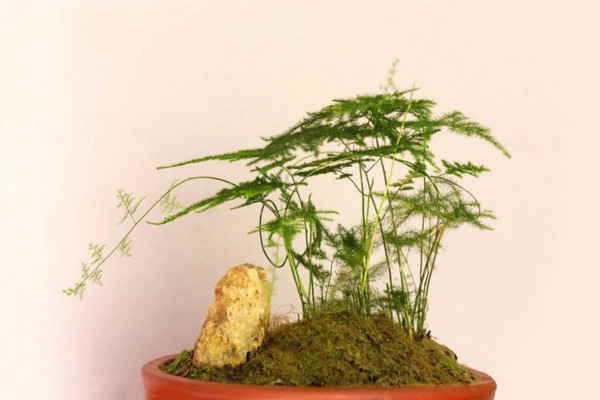 文竹怎么養(yǎng)才能更旺盛，提供充足散射光及時施肥