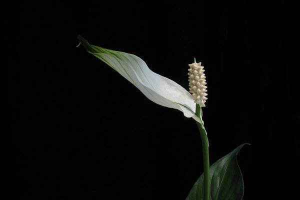 一帆風(fēng)順花可以放在臥室里嗎，可以放在臥室但要注意幾點