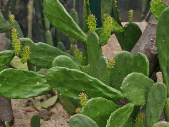 仙人掌怎么養(yǎng)可以又粗又壯，做到四個(gè)要點(diǎn)高枕無(wú)憂(健壯)