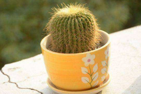 仙人球能曬太陽(yáng)嗎