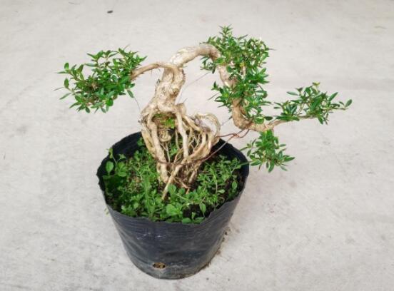 提根六月雪怎么養(yǎng)好，教你六個步驟造型更加美觀