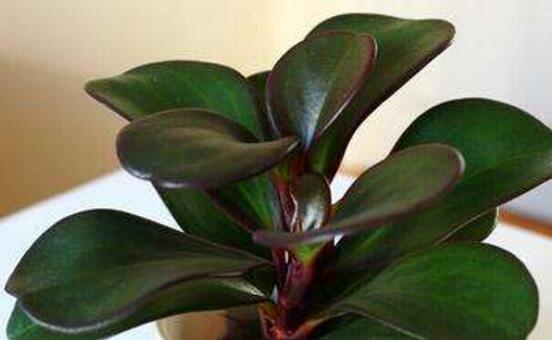 紫邊碧玉怎么養(yǎng)，七個基本方法教你養(yǎng)殖好