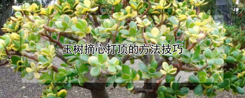 玉樹摘心打頂?shù)姆椒记? data-r6uw=