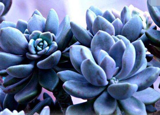 寶石花的花語(yǔ)是什么，代表著一種永不凋謝的愛(ài)、大富大貴