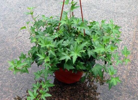 常春藤怎么養(yǎng)長得快，常春藤的養(yǎng)殖方法