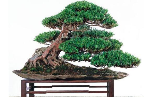 盆栽羅漢松怎么養(yǎng)，盆栽羅漢松養(yǎng)殖方法