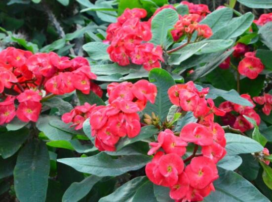 虎刺梅冬天養(yǎng)殖的禁忌，做好四個(gè)要點(diǎn)便可安然過冬