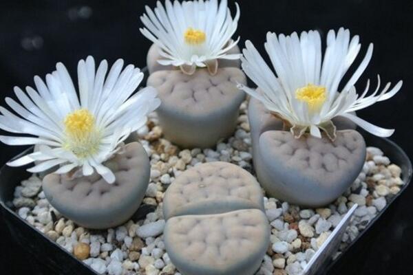 生石花什么時(shí)候開(kāi)花，夏秋兩季開(kāi)花（花期比較短暫）