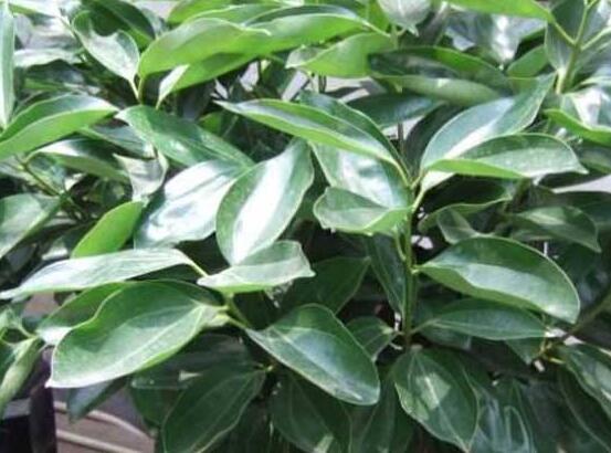 平安樹(shù)葉子發(fā)黑是怎么回事，三種原因以及解決方法