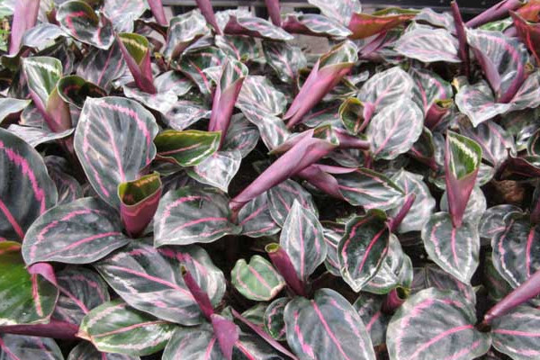 飛羽竹芋的花語與寓意