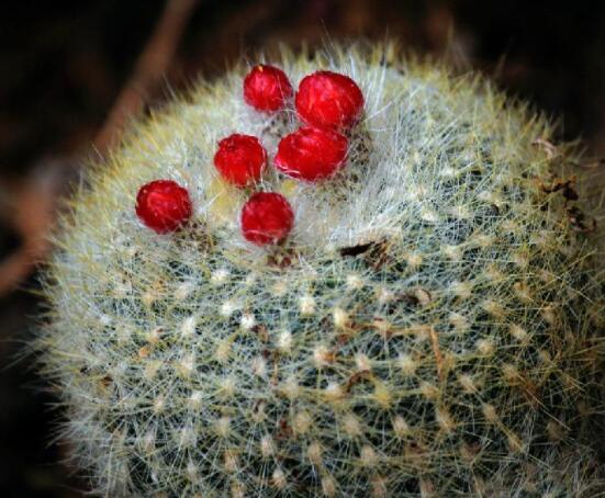 家里放仙人球是吉是兇，化解煞氣、安居樂業(yè)(吉兆)