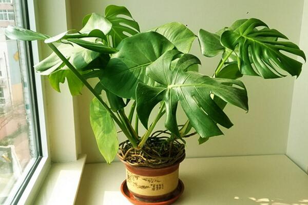 龜背竹幼葉發(fā)黃怎么辦，5種原因以及處理方法介紹