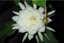 曇花種子怎么種，曇花種子的種植步驟詳解