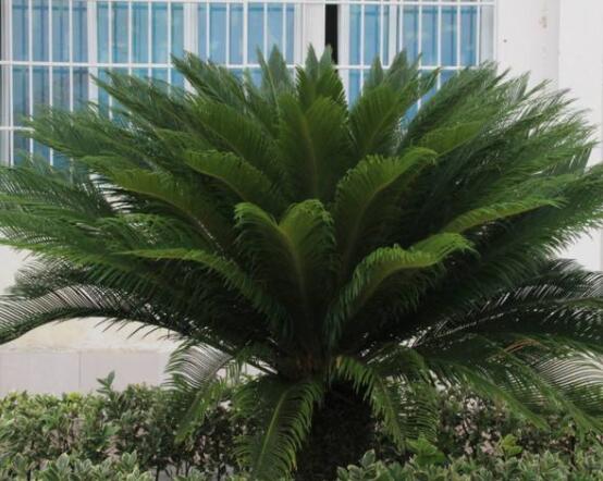 鐵樹葉片彎曲變形的原因和解決方法，教你三種最直觀有效措施