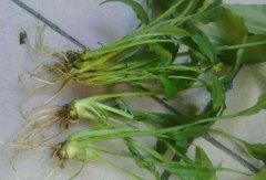 一帆風(fēng)順為什么會爛根，一帆風(fēng)順爛根了怎么辦