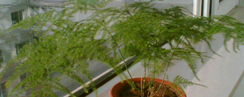 文竹新芽要掐頂嗎