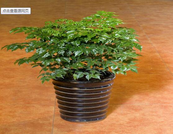 幸福樹不長葉子怎么辦，做好這四點(diǎn)可生長的茂盛碧綠