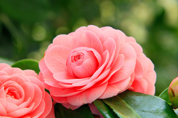 茶花打骨朵不開(kāi)花原因