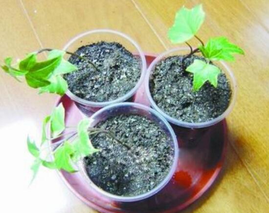 常春藤怎么繁殖，常春藤的扦插方法