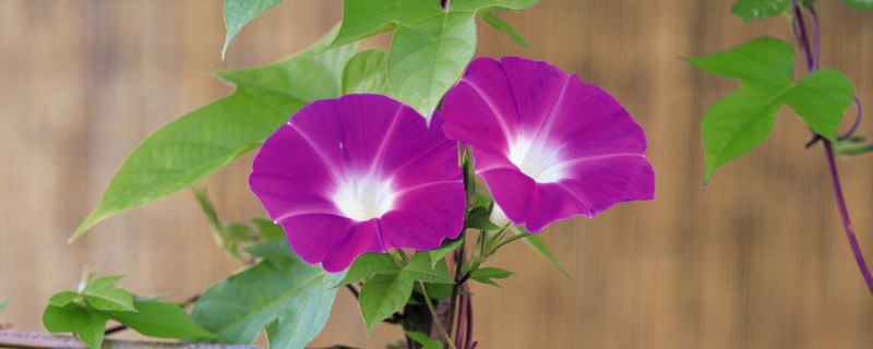 牽牛花能長(zhǎng)多高