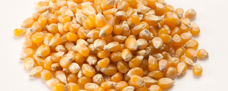 玉米喂雞的竅門(mén)