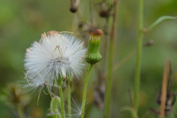 蒲公英采摘的最佳時(shí)間，8-9月采摘營養(yǎng)價(jià)值最高