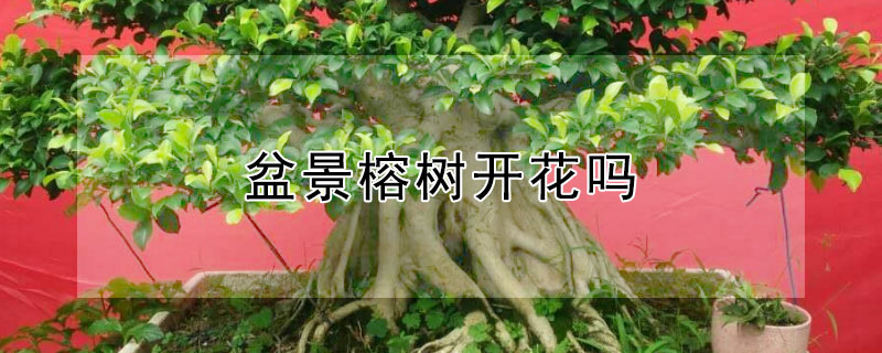 盆景榕樹(shù)開(kāi)花嗎