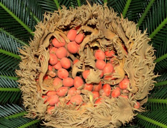 鐵樹果的功效與作用，化濕降濁、健脾和胃、去痰止咳