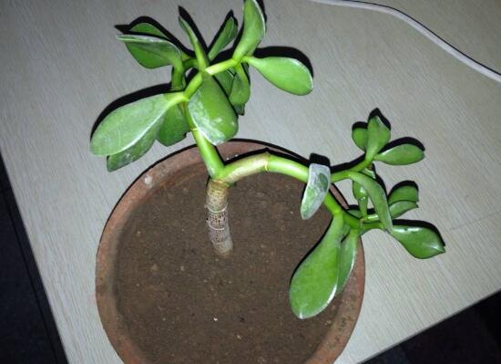 玉樹(shù)怎么扦插，玉樹(shù)扦插方法圖解(存活率100%）