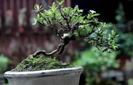 怎樣養(yǎng)好六月雪，盆土是關(guān)鍵/做好澆水施肥