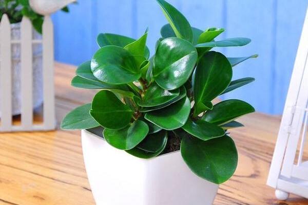 碧玉花葉子發(fā)黃怎么辦，5種原因以及解決方法